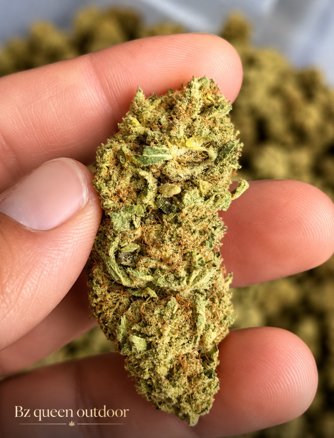 BZ Queen Outdoor