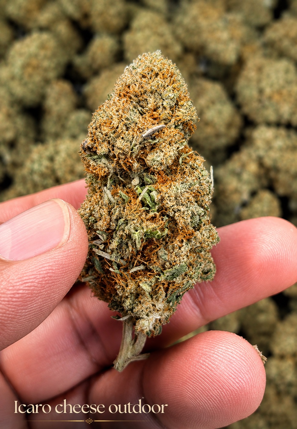 Fleur CBD Icaro Outdoor Hempicurien